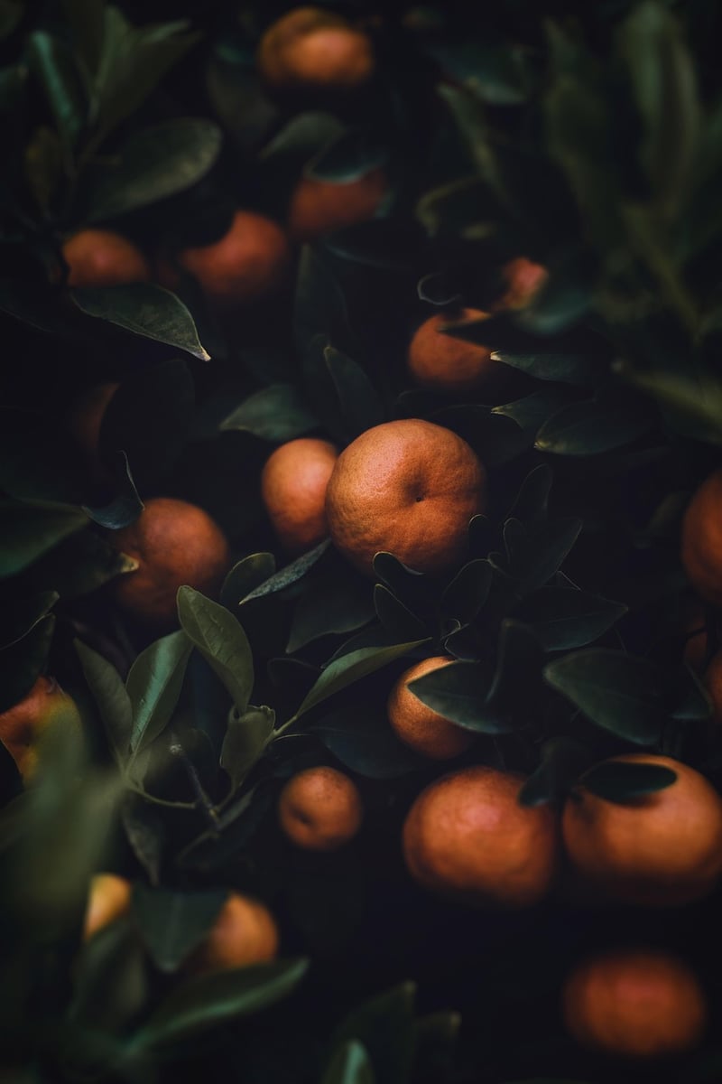 Orange Tree